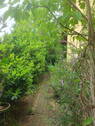 Weg in den hinteren Garten - 