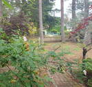 der vordere Garten - 