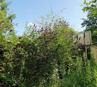  Schmetterlingsflieder - 