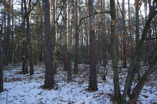 Grundstück vorne (3).jpg - 