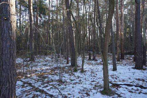 Grundstück vorne (6).jpg - 