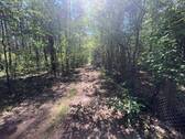Waldweg - 
