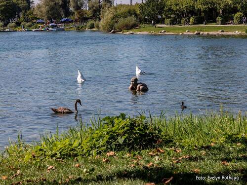 Bodenseeufer - Etagenwohnung mit 97,00 m&sup2; in Radolfzell zum Kaufen
