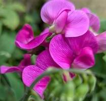 2 - Zimmer - Eigentumswohnung mit Balkon in der KTV - Rostock Kröpeliner Tor-Vorstadt