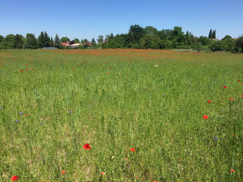 Blühendes Ortsteilumfeld - 