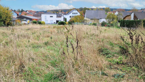 Eingerahmt vom Taunuswald Neu - 