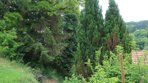 alter Baumbestand im eigenen Garten - 