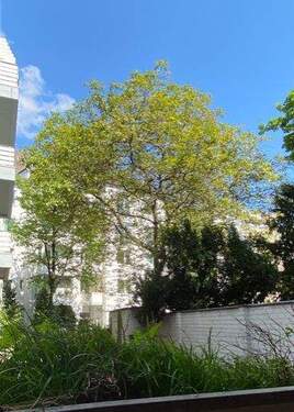 Blick in den Hinterhof - 