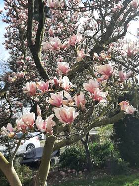 Garten: Magnolienbaum - 