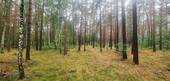 Wald - 