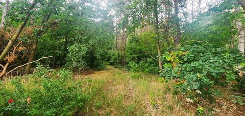 Wald - 