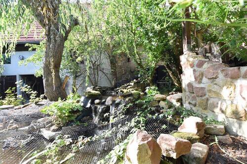 Teich - 