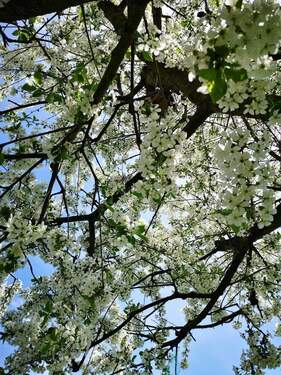 Garten - Garten-Freizeitgrundstück (Eigentumsland) im schönen Kiekebusch