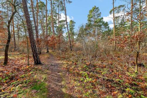 Waldansicht - Einfamilienhaus in Berlin zum Kaufen