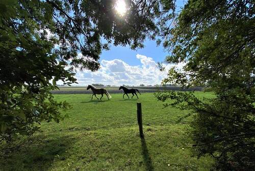 Pferdewiese hinter dem Hof - 6 Zimmer Bauernhaus, Landhaus zum Kaufen in Wangerland / Friederikensiel