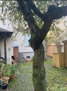 Hinterhof - 