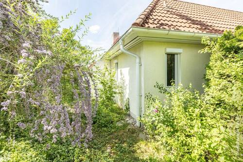 Eingewachsener Garten - 