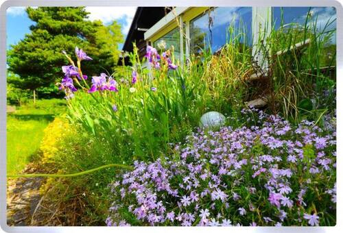 Pflanzen - 