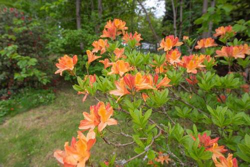 Garten - 