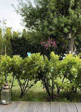 Blick Terrasse in Garten - 