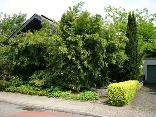 Hausansicht - 2 Zimmer Etagenwohnung zur Miete in Essen