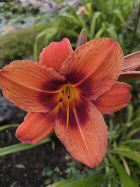 Garten - 