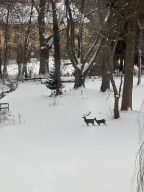 Besuch aus dem Wald - 