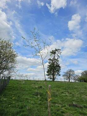 PHOTO-2025-11-28-15-26-43-2.jpg - Grundstück zum Kaufen in Troisvierges