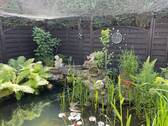 Gartenteich - 
