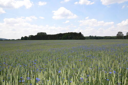 Kornblumen - 