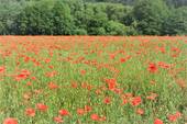 ein Mohnfeld - 