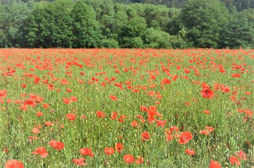 ein Mohnfeld - 