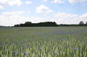 Kornblumen - 