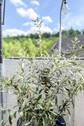 Impression Balkon - 