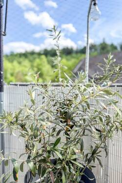 Impression Balkon - 