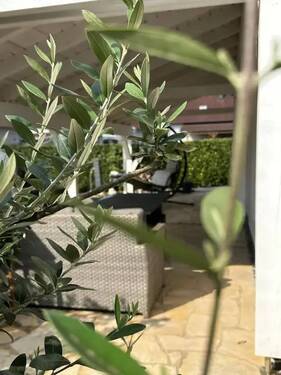 Garten - 