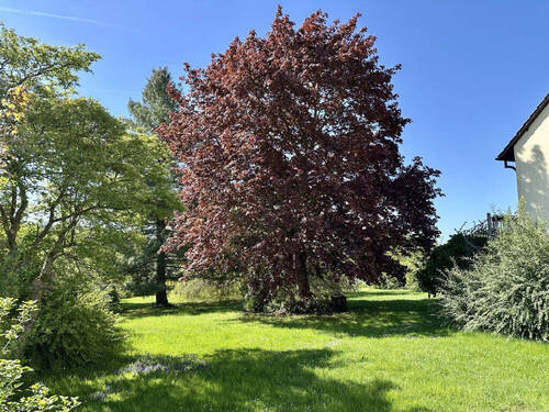 Garten mit Baumbestand - 