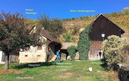 Kein kleines Grundstück im Kaiserstuhl - Baugrundstück mit Rebland und Bestandsgebäude + Vogtsburg-Bickensohl-Breisach + Rebterrassen + Weinkeller im Löshang