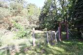 Waldstück - 