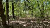  Blick in das Waldgrundstück - 