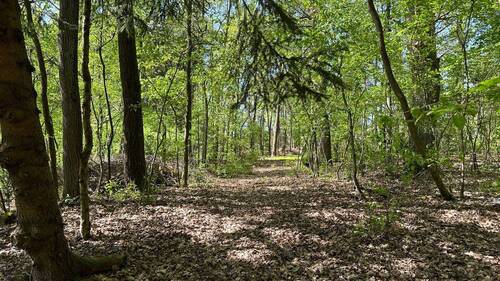  Blick in das Waldgrundstück - 