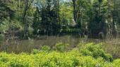  Idyllischer Naturteich - 