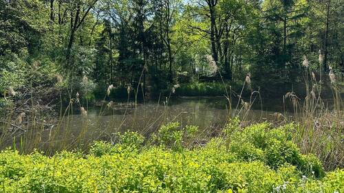  Idyllischer Naturteich - 