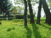 Wiese vor dem See - 