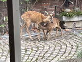 Bild 29 - 