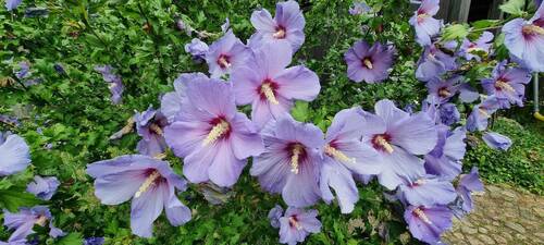 Vorfreude auf den Sommer - 