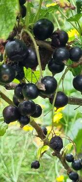 Ihre Beeren - 