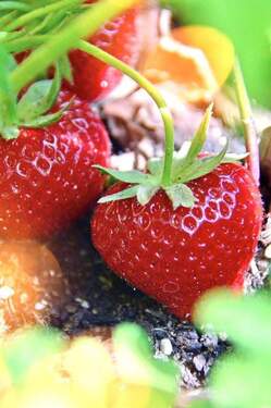 Kühles Westzimmer - 