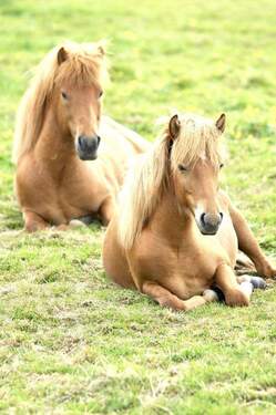 Badische Version der Niagaras - 