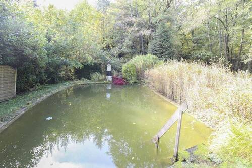 Teich - 